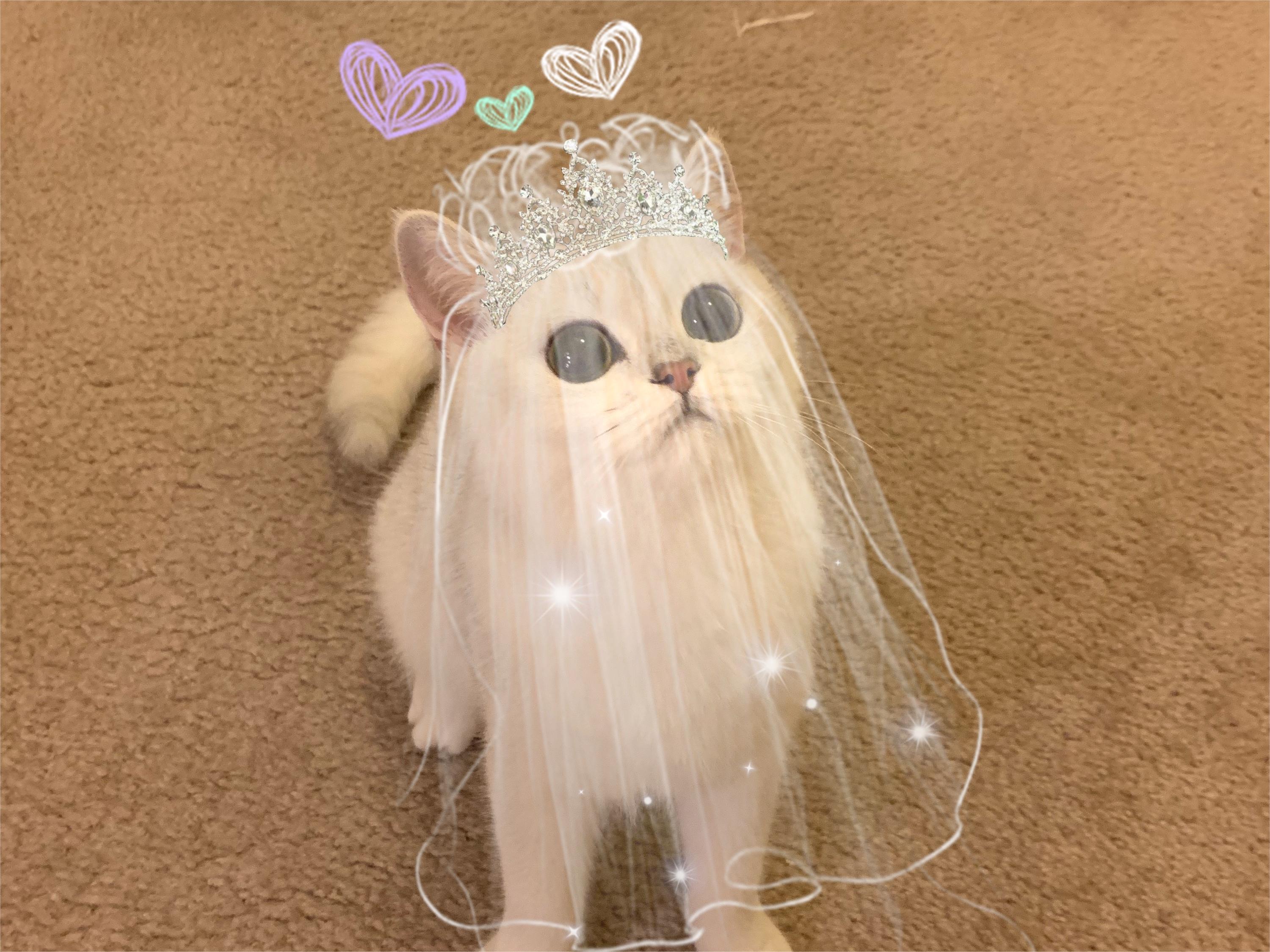 Silver gradient British shorthair cat in a wedding dress