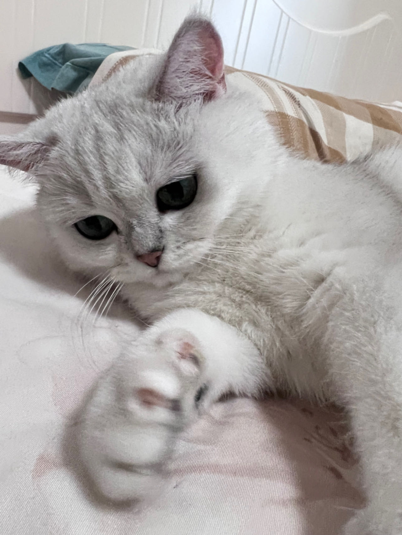 Silver gradient British shorthair cat lying on the bed
