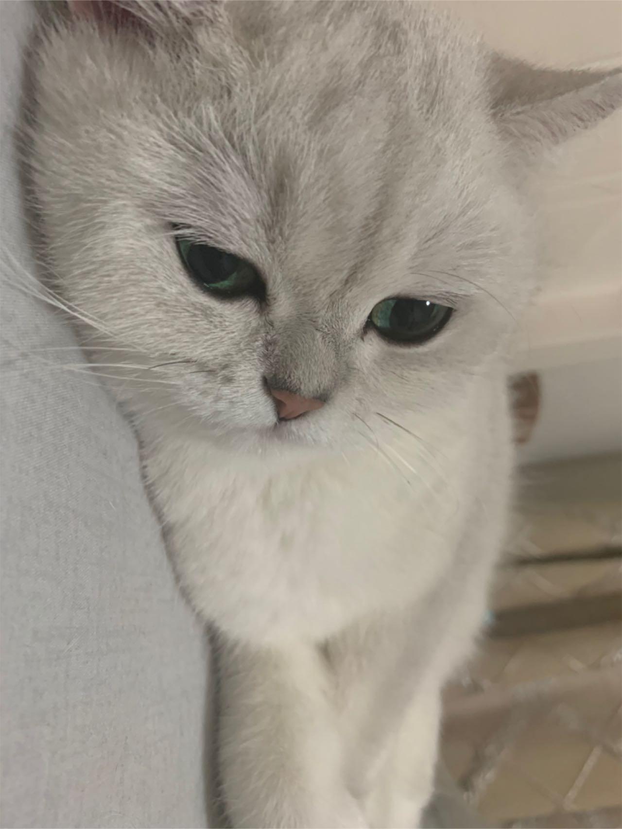 Silver gradient British shorthair cat sleeping on the bed
