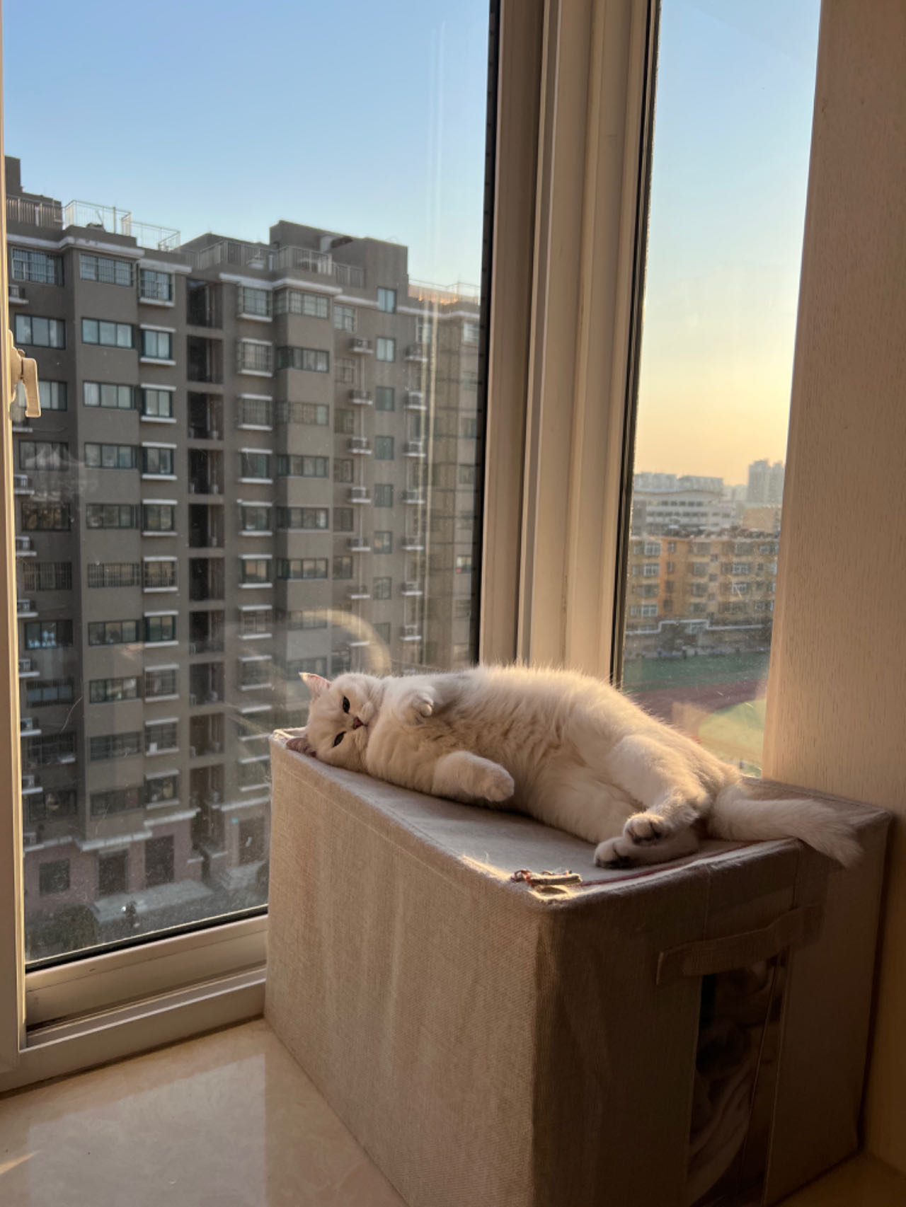 Silver gradient British shorthair cat under the sunshine